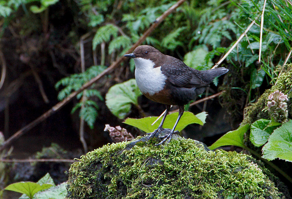 Dipper