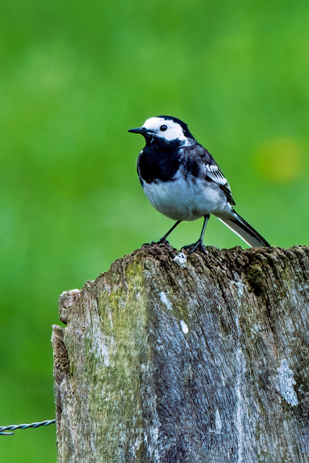 Pied Wagtail