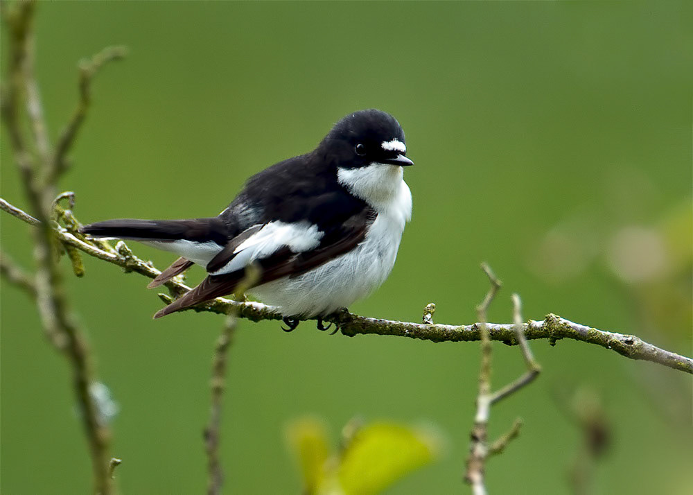 Male Pied Flycatcher