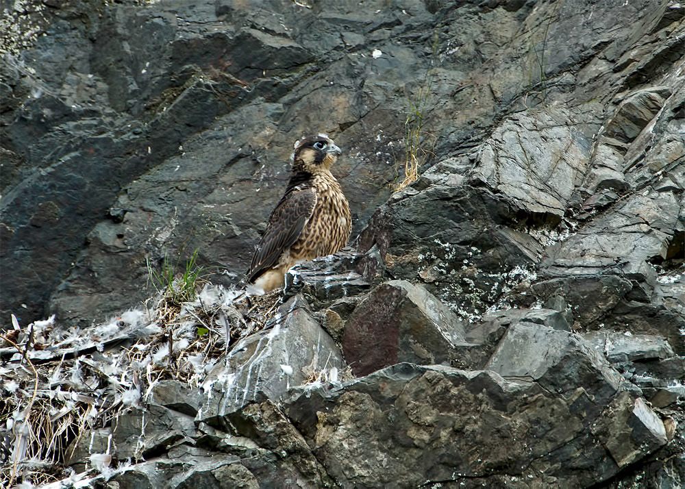 Peregrine