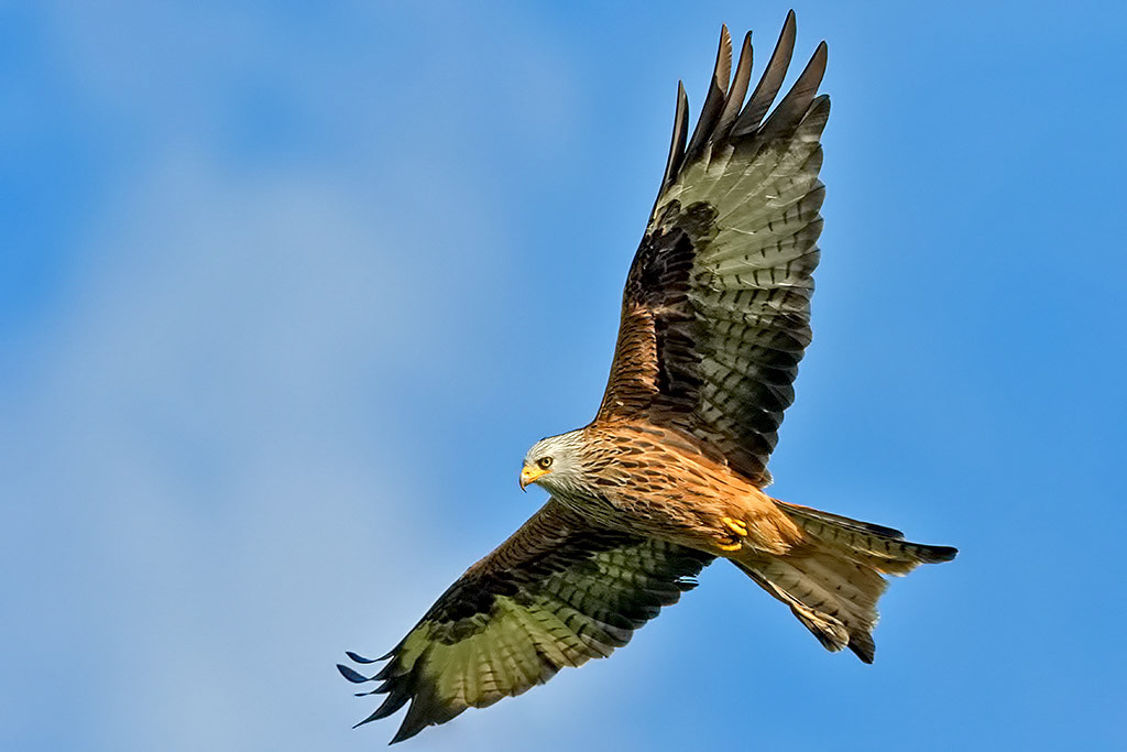 Red Kite