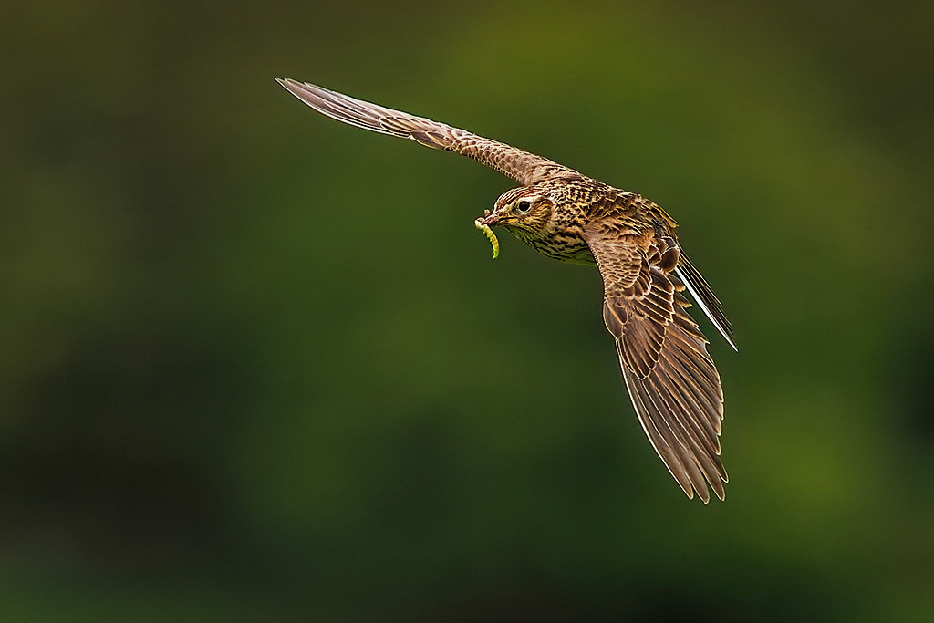 Skylark