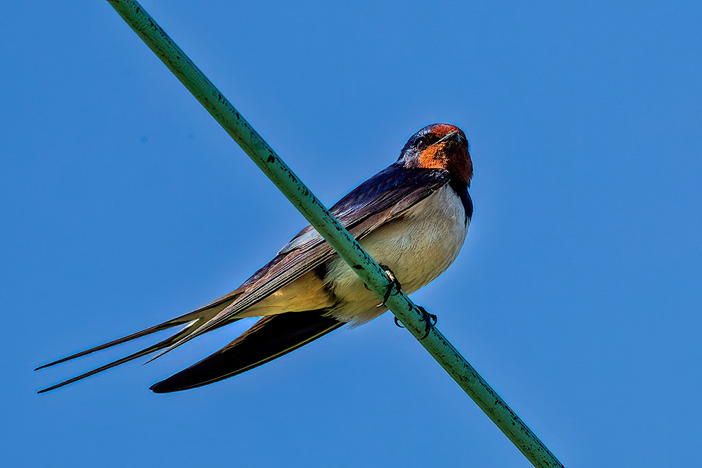 Swallow