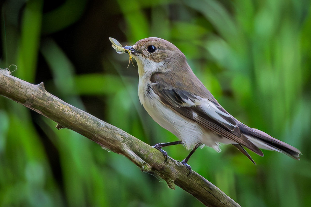 Pied Flycatcher