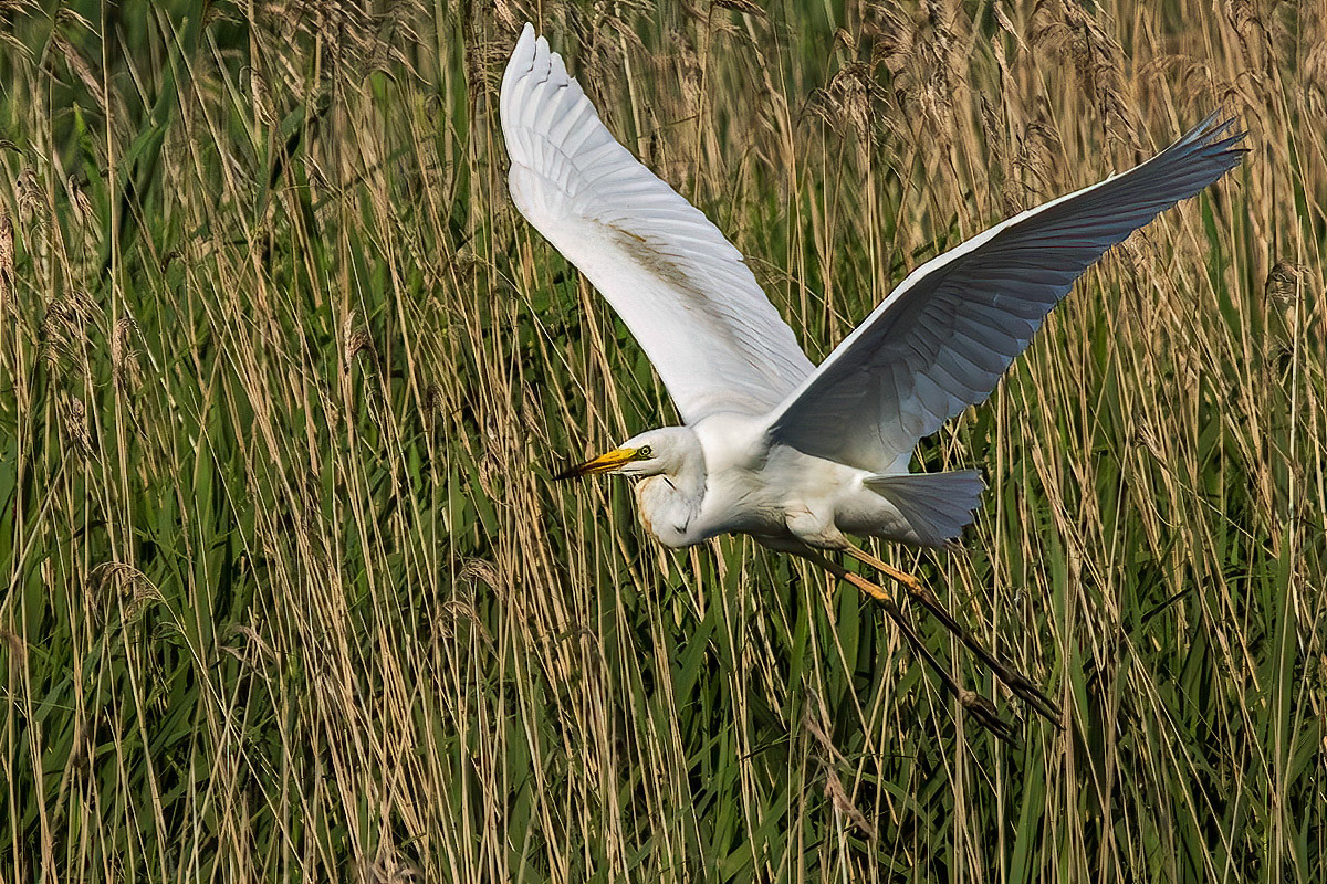 Great White Egret