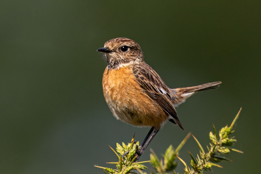 Stonechat