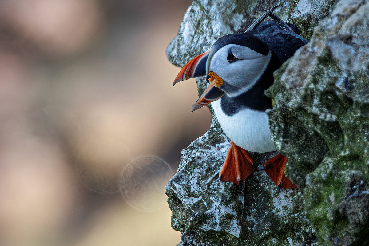 Puffin