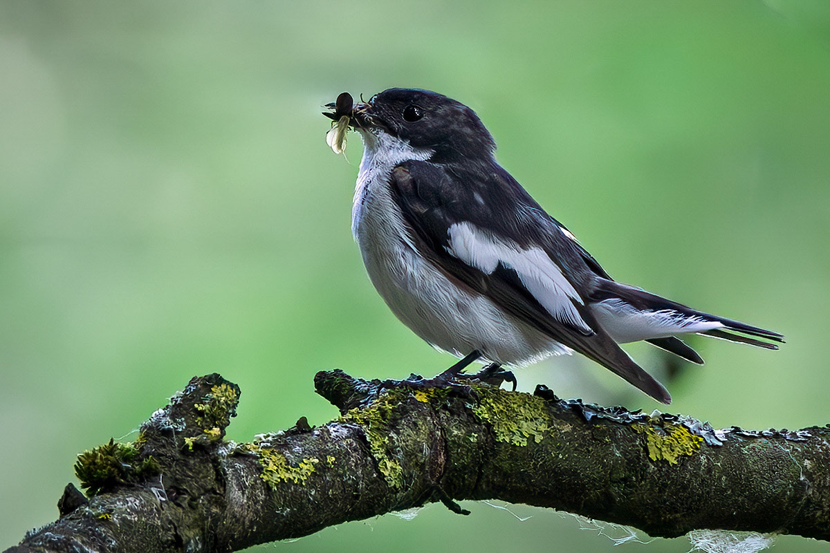 Pied Flycatcher