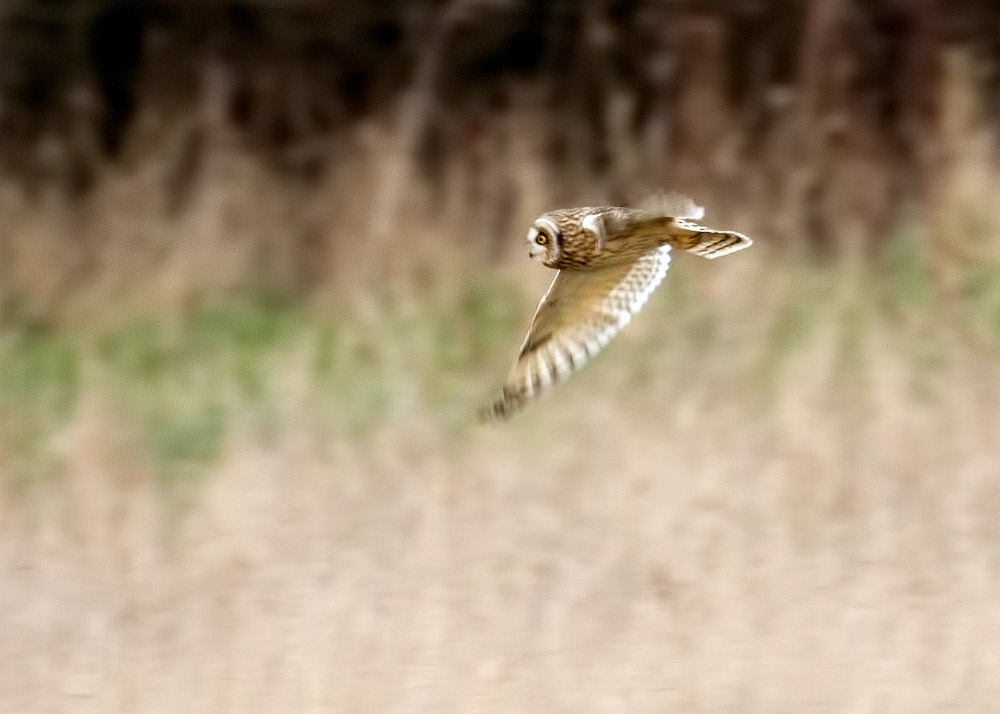 Short-eared Owl