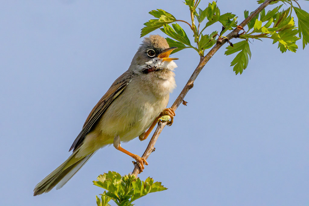 Common Whitethroat