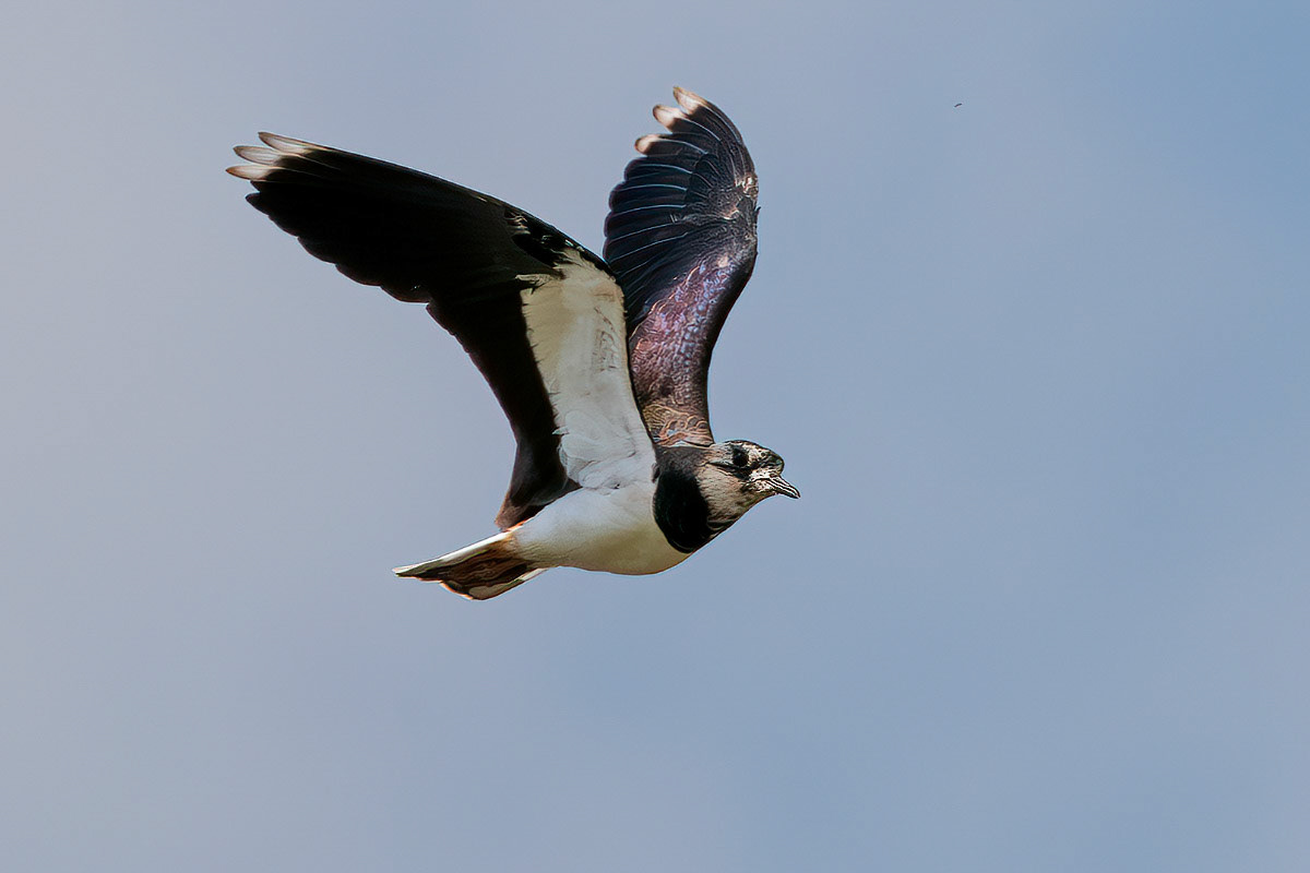 Lapwing