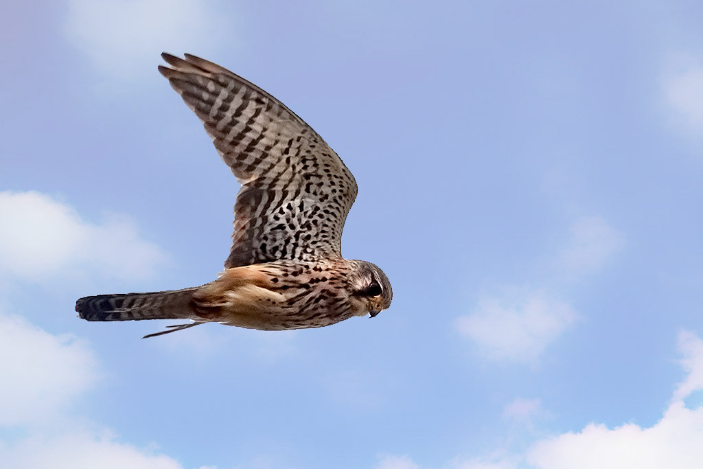 Kestrel