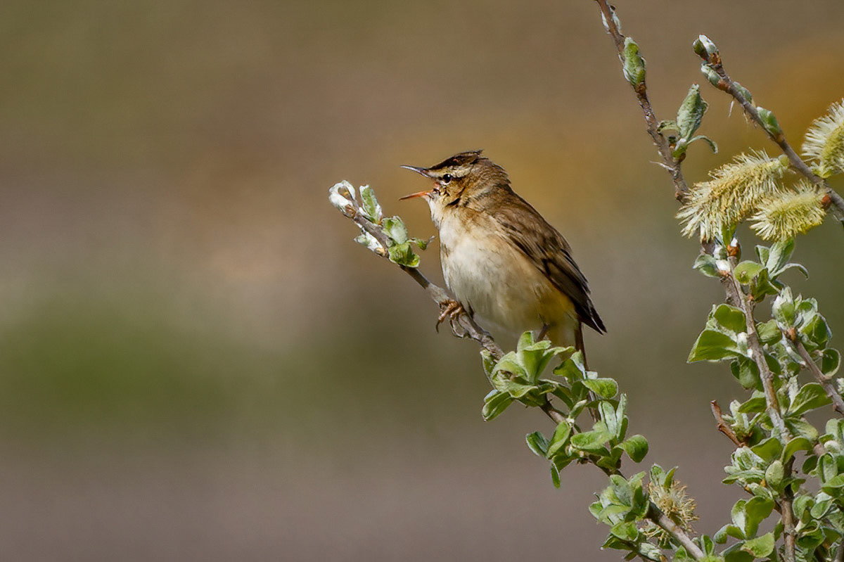 Sedge Warbler