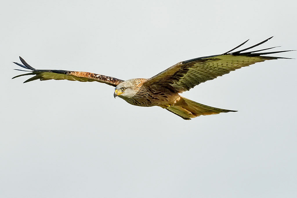 Red Kite