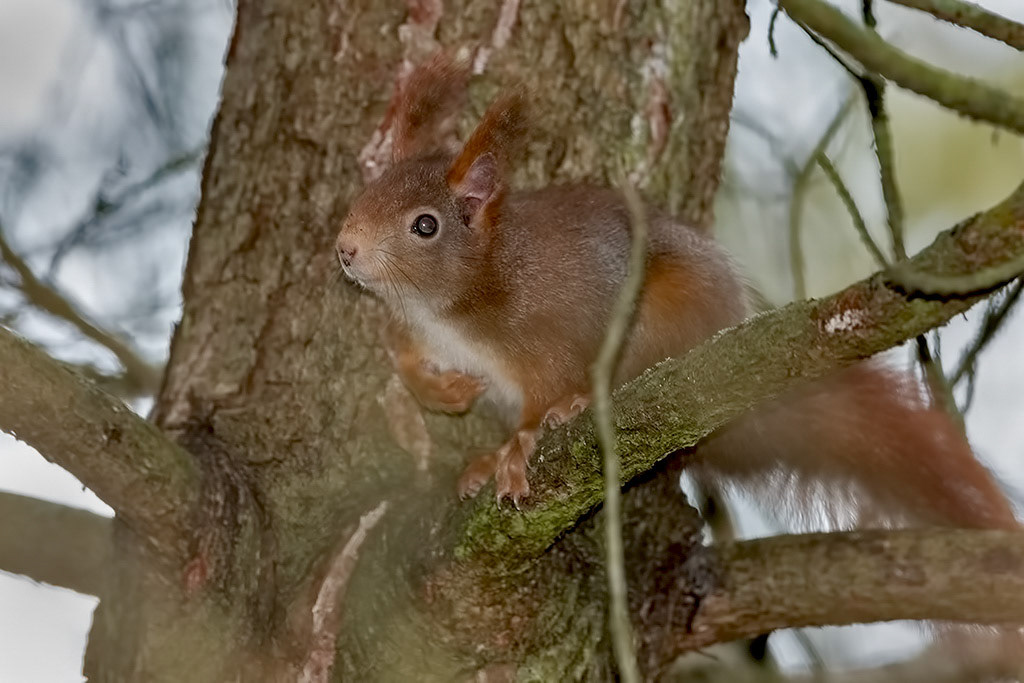 Red Squirrel