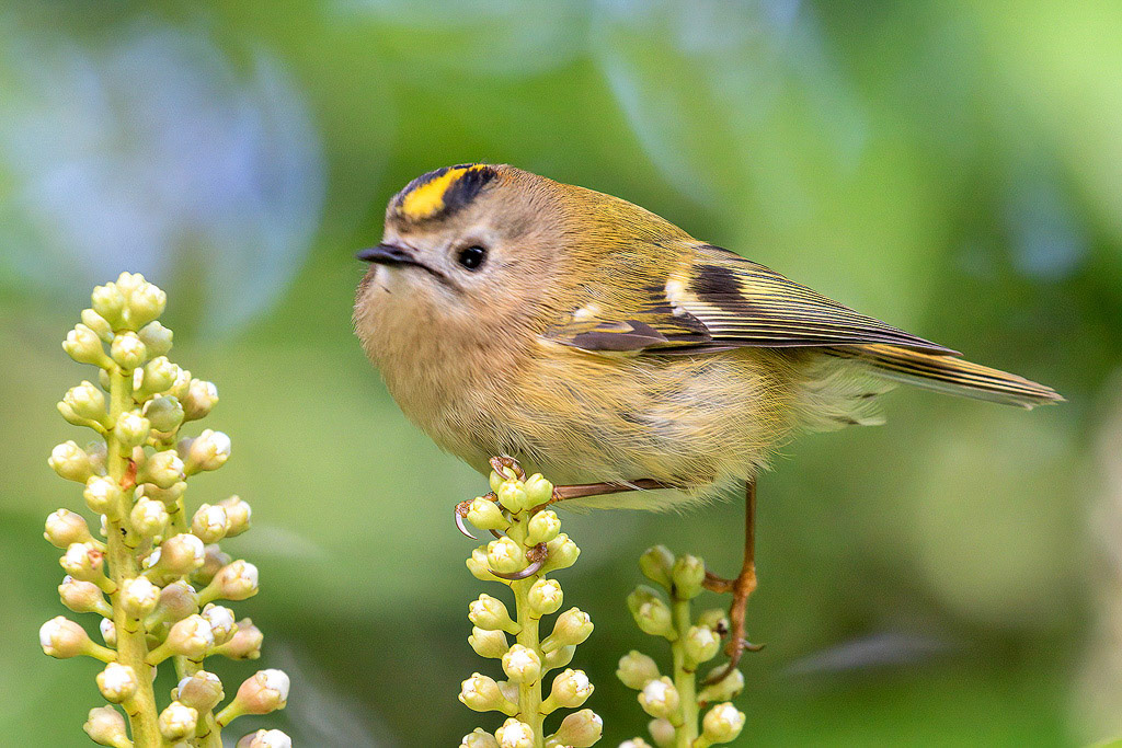 Goldcrest