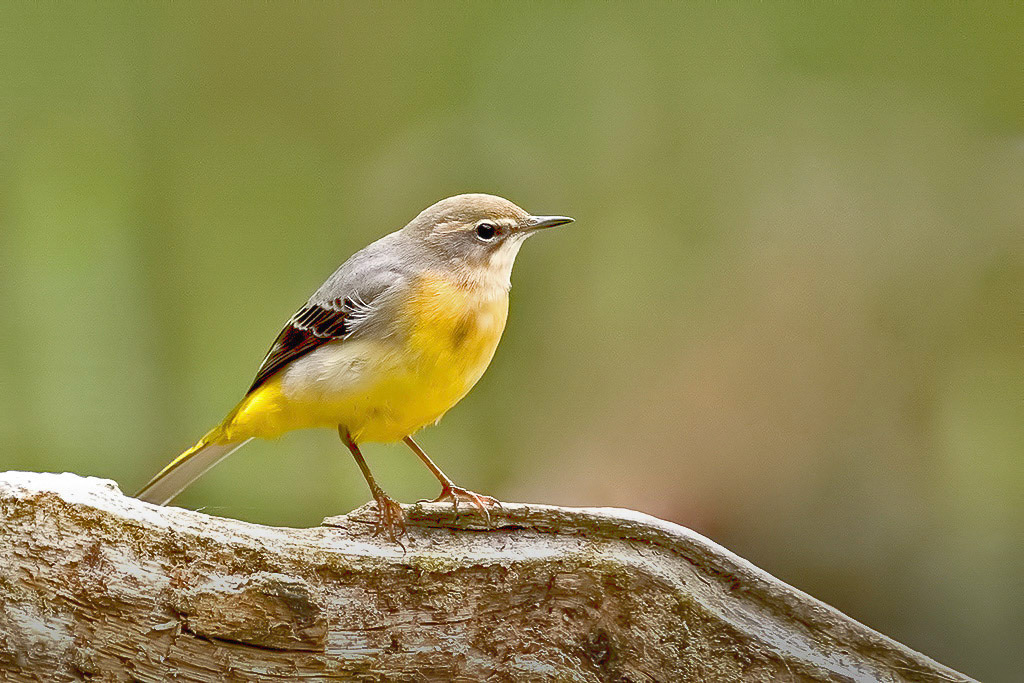 Grey Wagtail