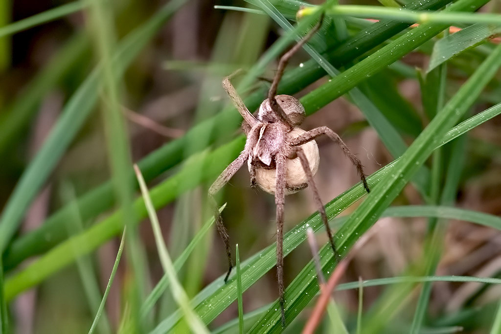 Nursery Web Spider