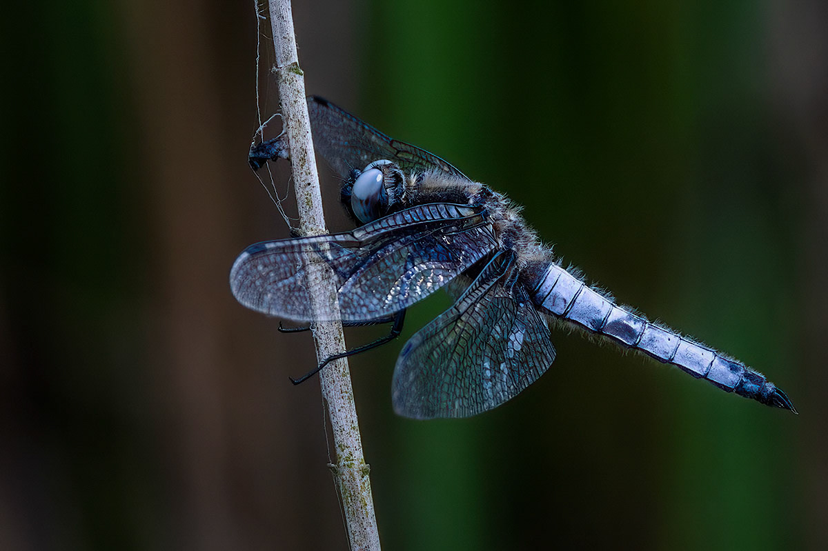 Scarce Chaser