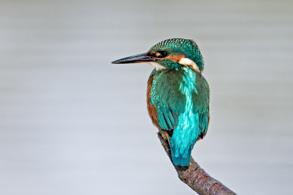Kingfisher