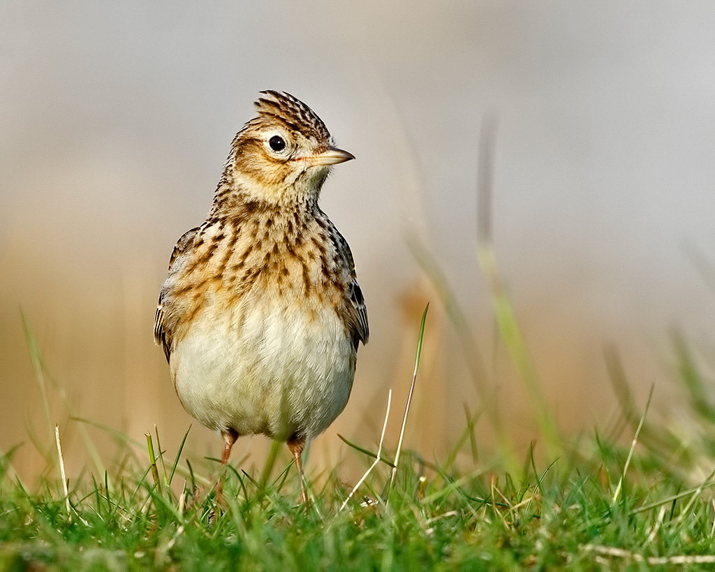 Skylark