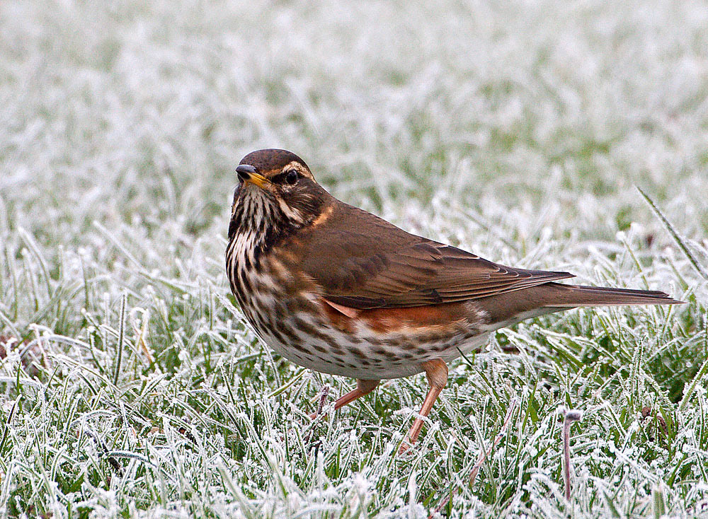 Redwing