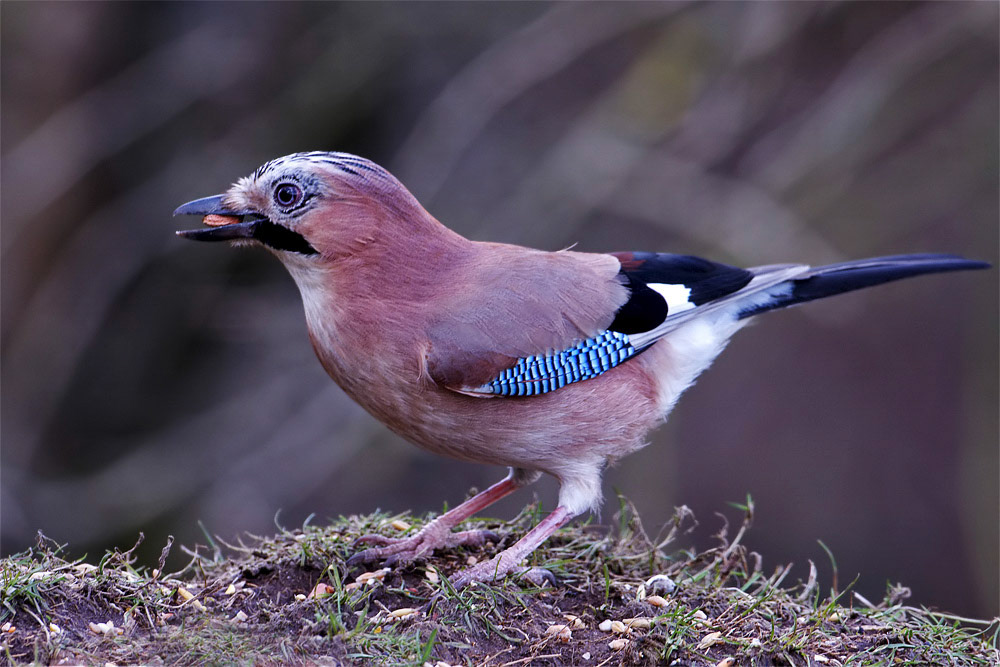 Jay