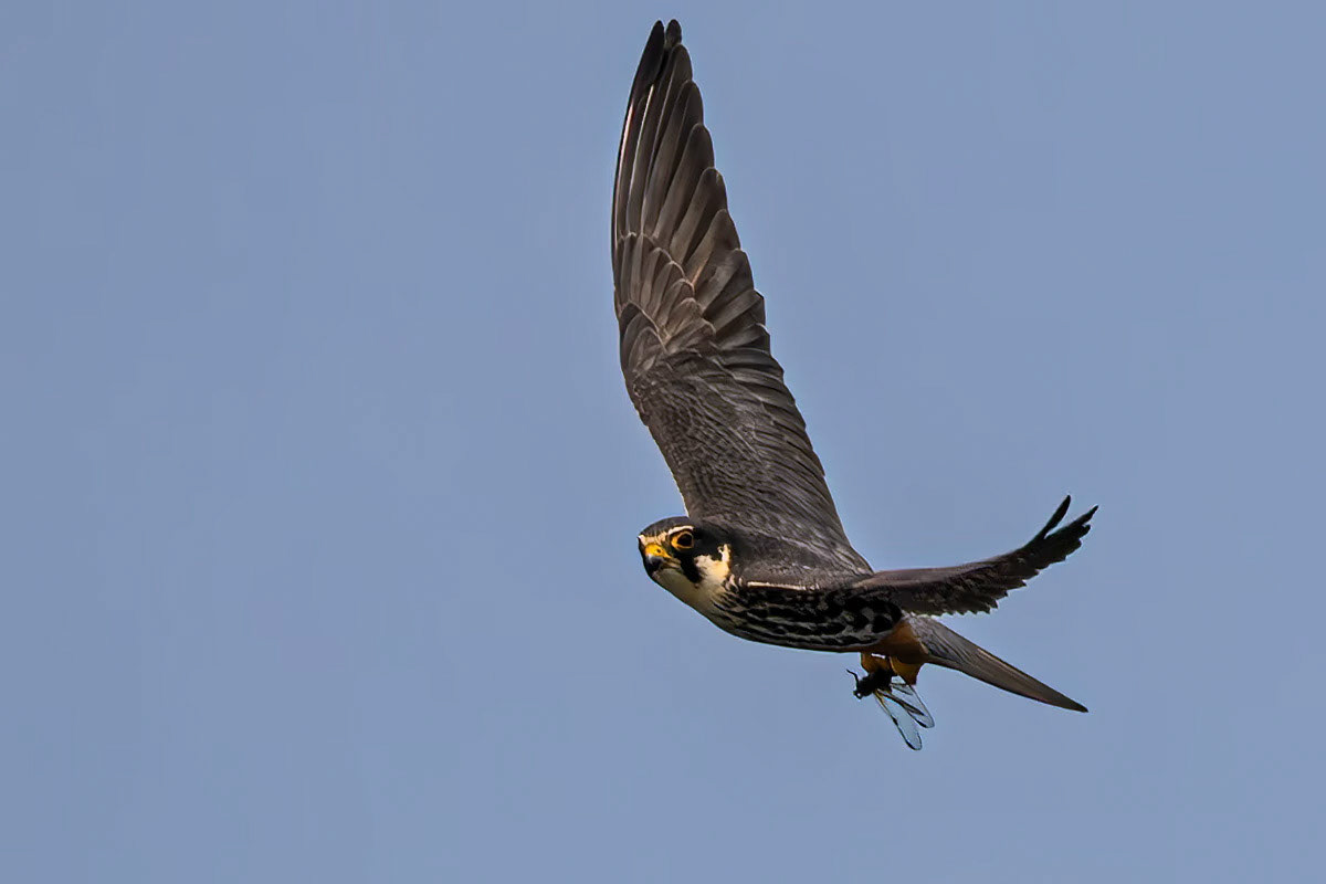 Hobby