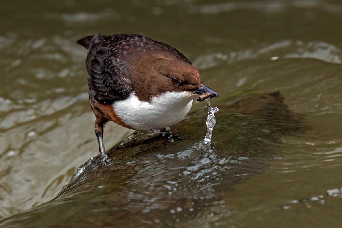 White-throated Dipper
