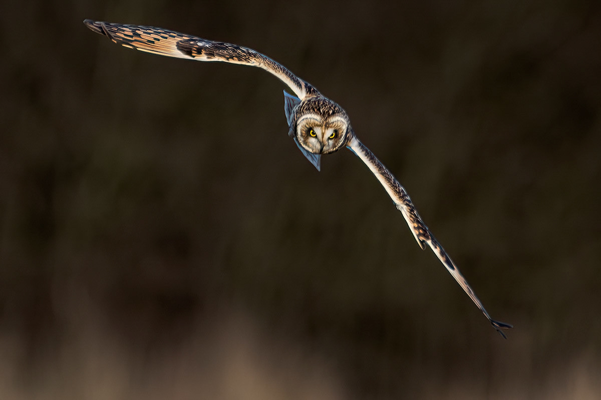 Short-eared Owl