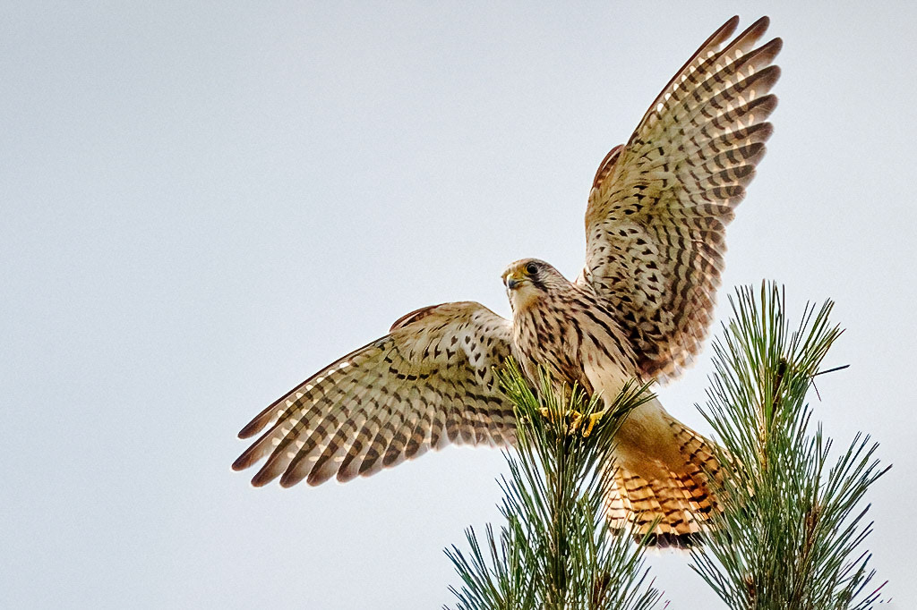 Kestrel
