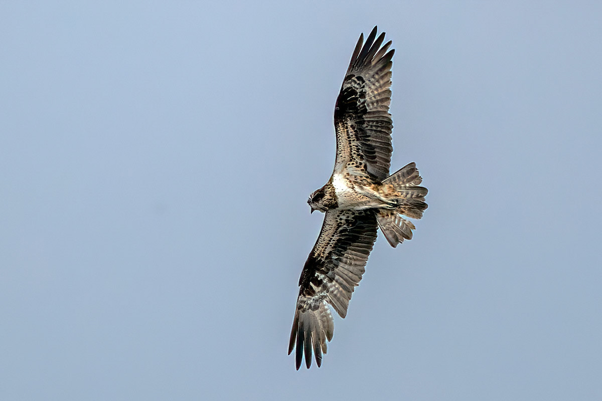 Osprey