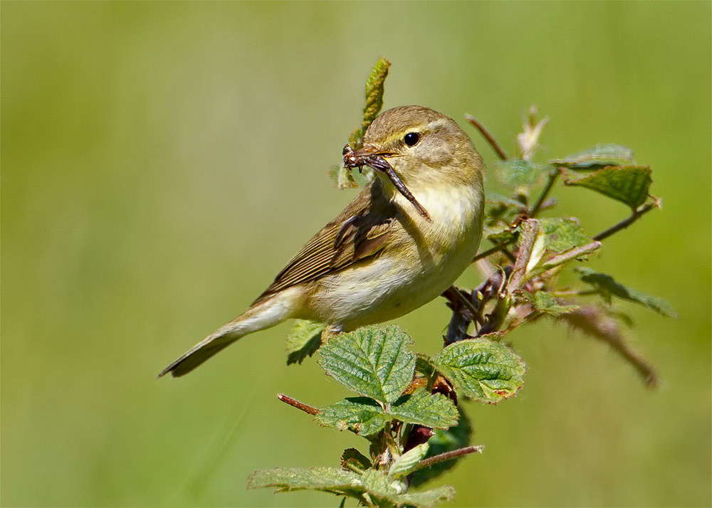 Willow Warbler