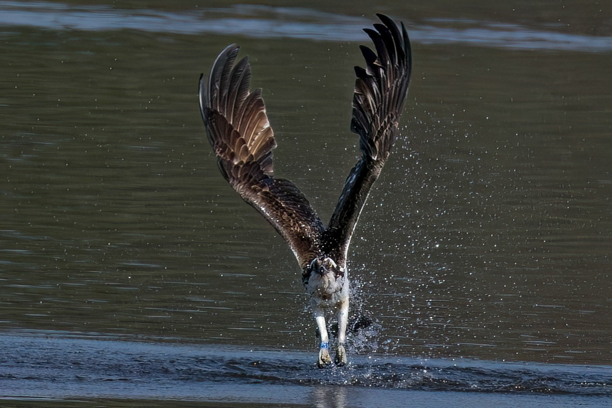 Osprey
