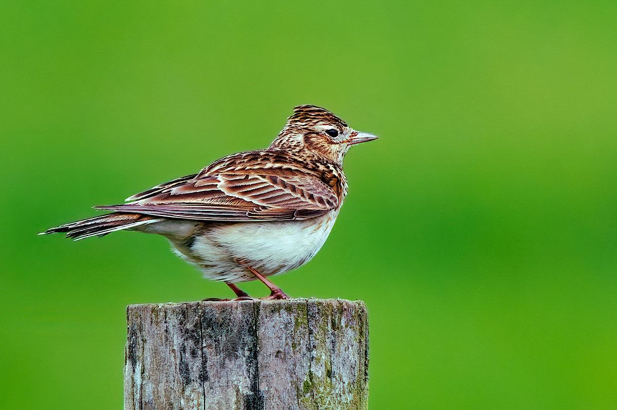 Skylark