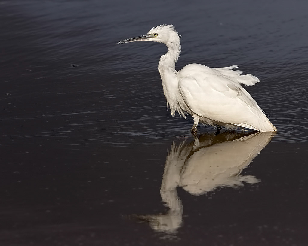 Little Egret