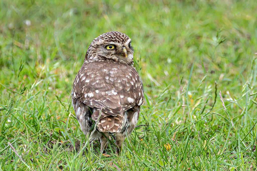 Little Owl