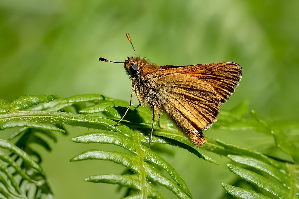 Large Skipper