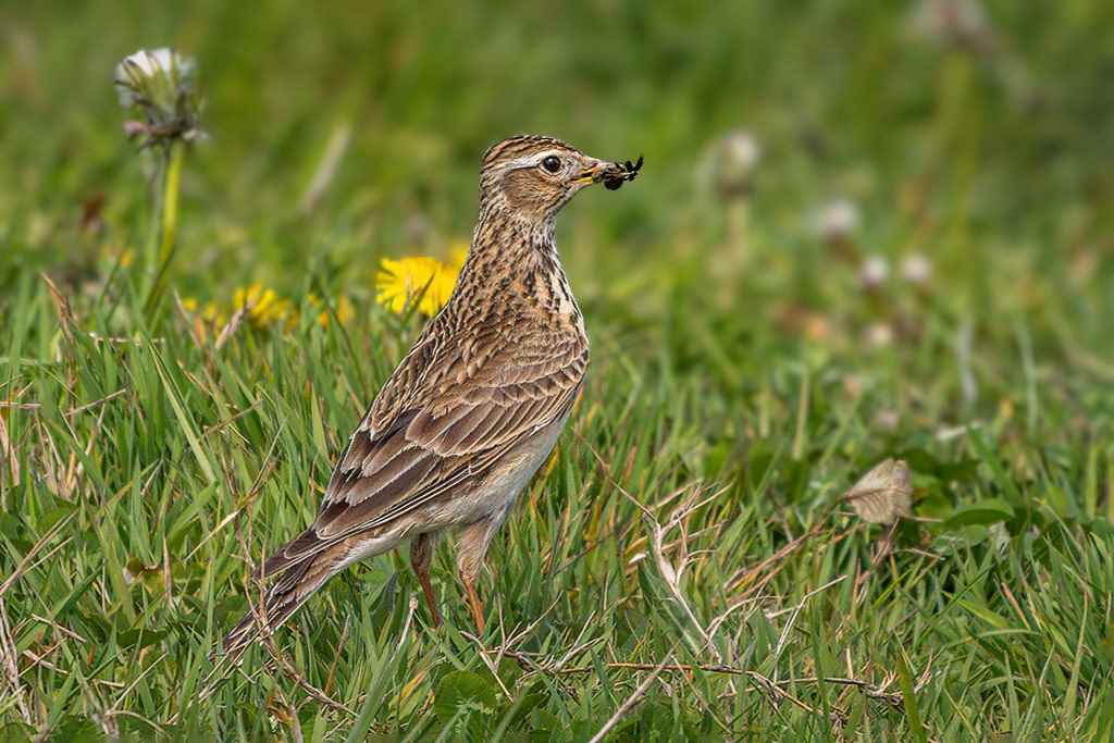 Skylark
