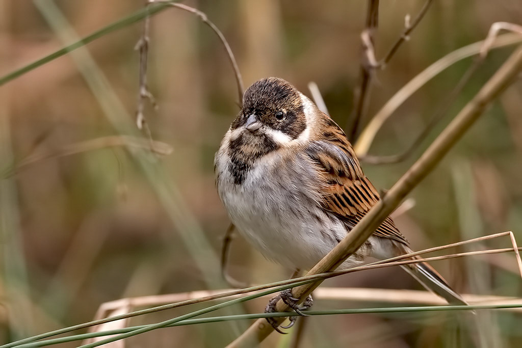 Male Reed Bunting