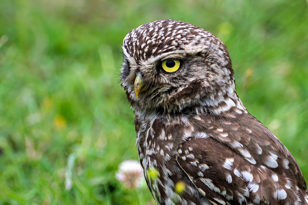 Little Owl
