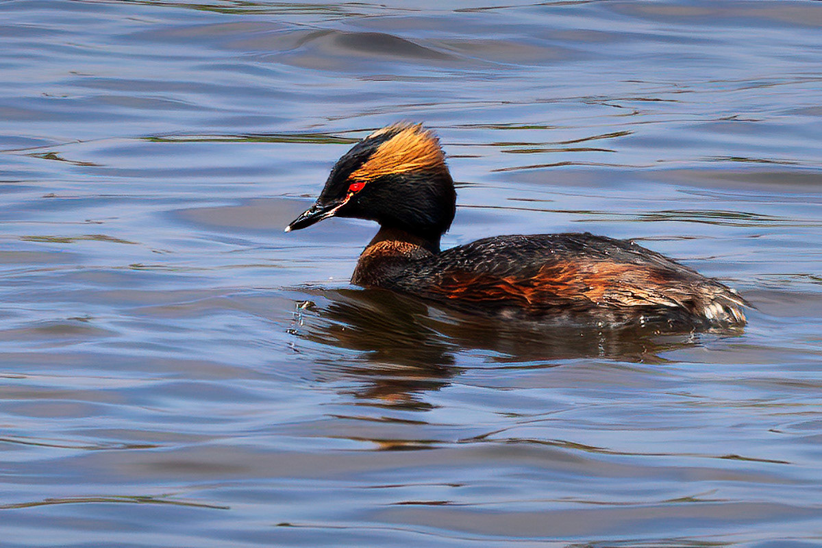 Slavonian Grebe
