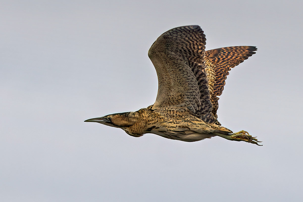 Bittern