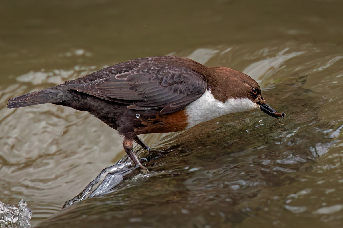 White-throated Dipper