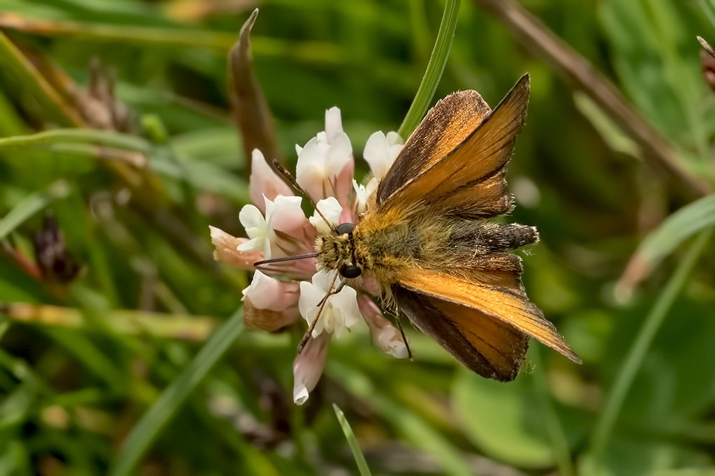 Essex Skipper