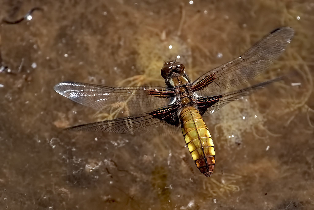 Broad-bodied Chaser