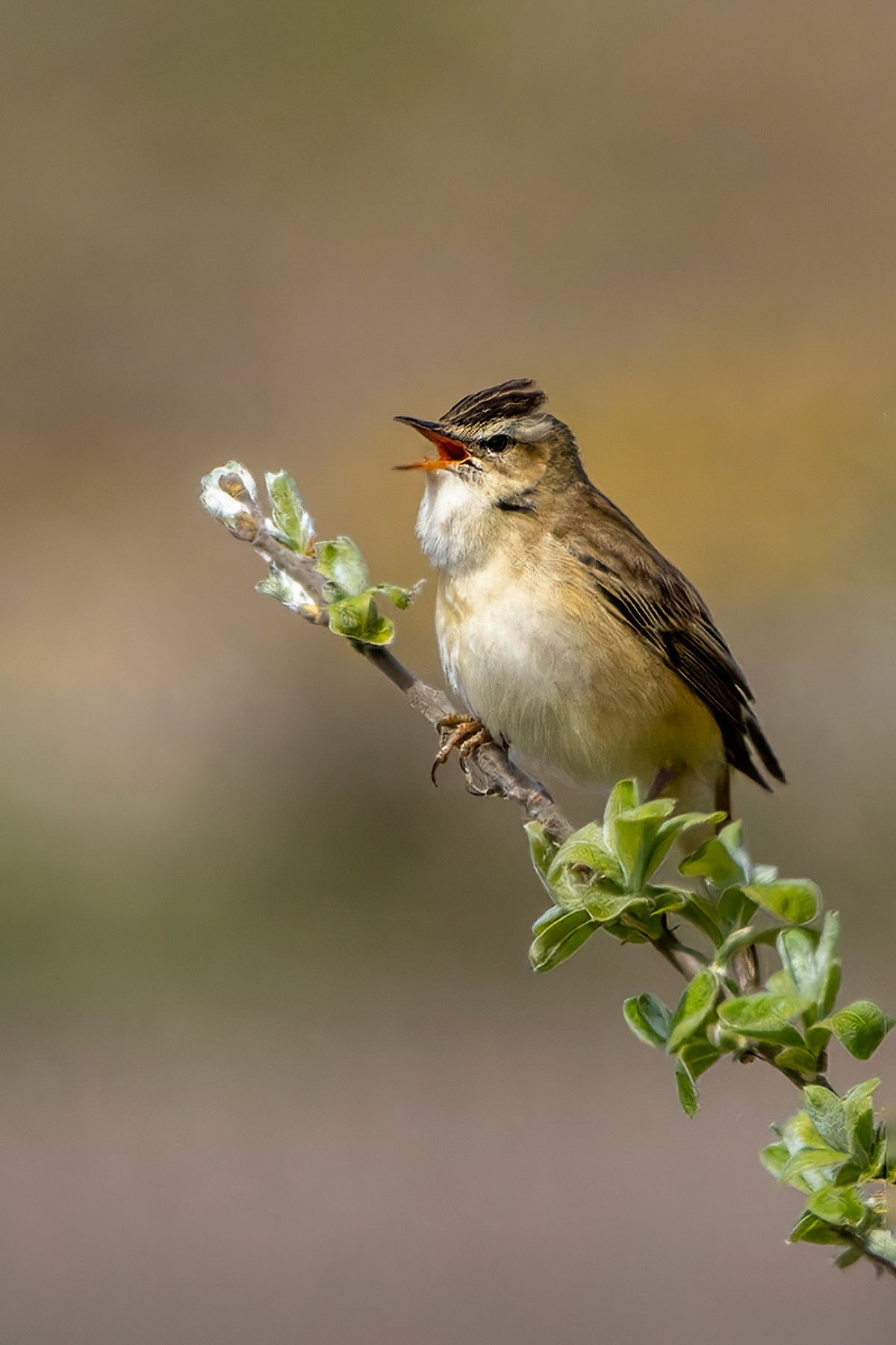 Sedge Warbler
