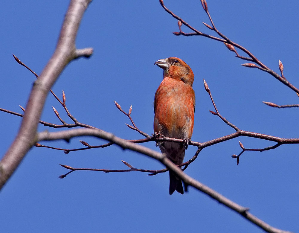 Crossbill