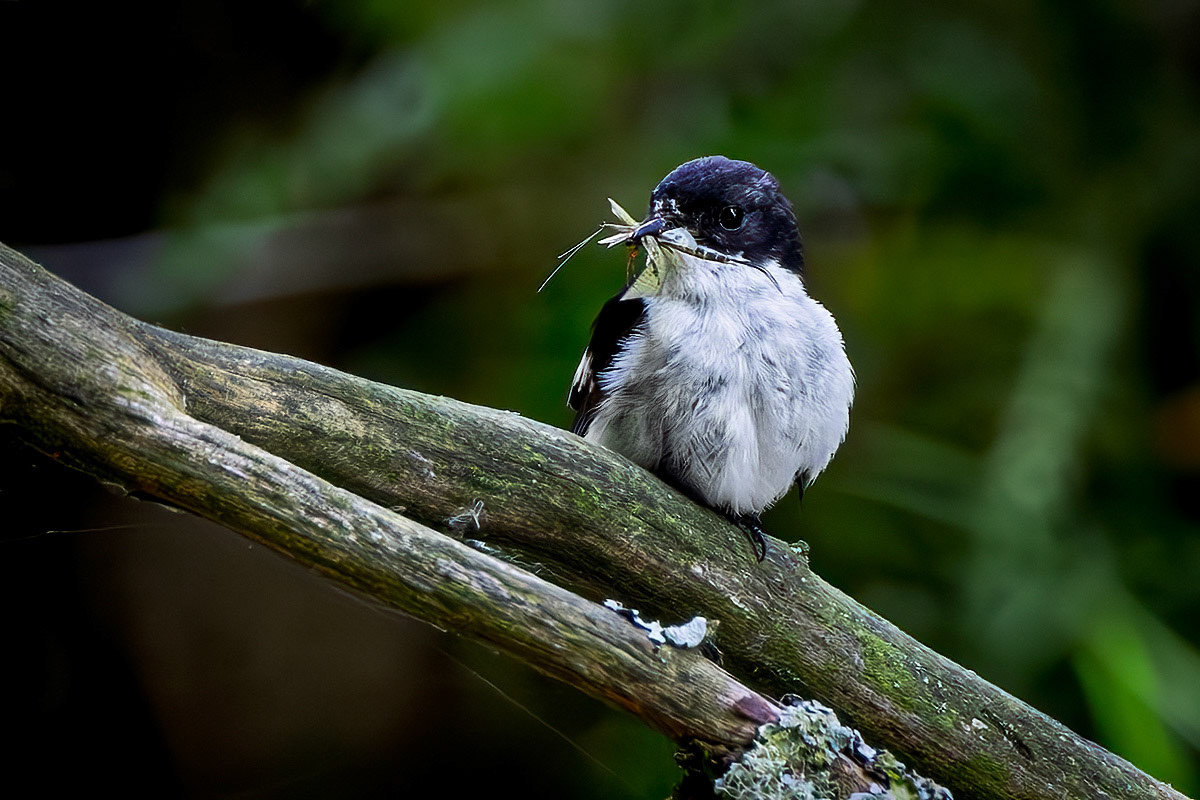 Pied Flycatcher