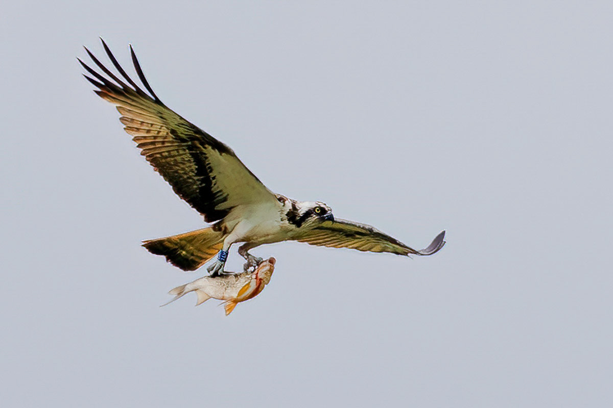 Osprey
